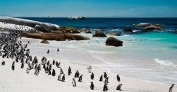 Kruger, Ciudad del Cabo y Zanzíbar