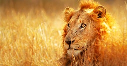 Aventura africana de lujo