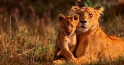 Safari de lujo y Todo Incluido en Zanzíbar