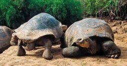 Esencia de las Islas Galápagos