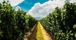 Capitales latinas y viñedos de Mendoza