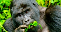 Tierra de Primates y Todo Incl. Zanzíbar