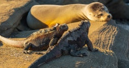 De isla en isla por Galápagos y Amazonia