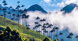 Esencia colombiana: eje cafetero y Caribe