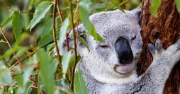Ruta a fondo por Australia