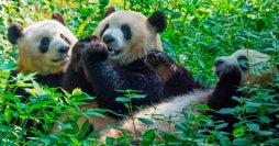 De la Gran Muralla a los pandas de Chengdú