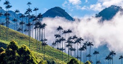 Esencia colombiana: eje cafetero y Caribe