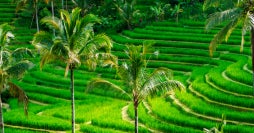 Dos mundos, un viaje: Japón y Bali