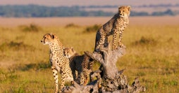 Mara, Serengueti y Cráter del Ngorongoro
