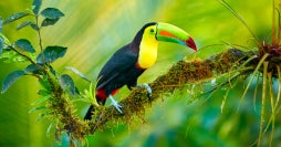Parques naturales del Caribe y Pacífico
