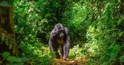 Tesoros de Uganda: tierra de primates
