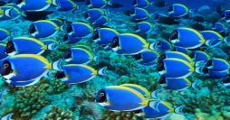 Paraíso de Playas y Atolones todo Incluido